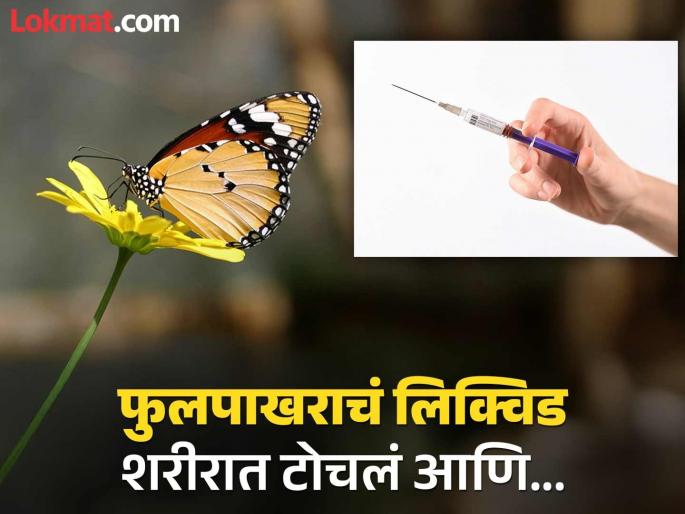 Brazil 14 year boy died after taking butterfly injection, Social media challenge takes his life | फुलपाखराला चिरडून मारलं, त्याचं लिक्विड शरीरात इंजेक्ट केलं; सात दिवसांनी मुलाचा मृत्यू! Brazil 14 year boy died after taking butterfly injection, Social media challenge takes his life | फुलपाखराला चिरडून मारलं, त्याचं लिक्विड शरीरात इंजेक्ट केलं; सात दिवसांनी मुलाचा मृत्यू!