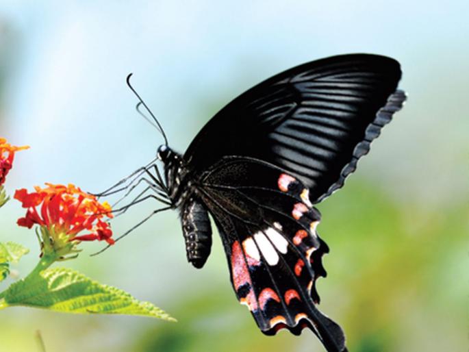 Election for the National Butterfly will be held! One of the seven butterflies will be selected | राष्ट्रीय फुलपाखरासाठी होणार निवडणूक!, सात फुलपाखरांपैकी एकाची होणार निवड