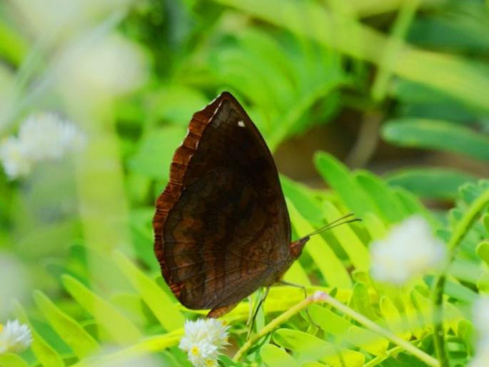 Butterflies have disappeared, Mumbaikars be careful, warns environmentalist Avinash Kubal | फुलपाखरे दिसेनाशी झाली, मुंबईकरांनो सावध व्हा, पर्यावरणतज्ज्ञ अविनाश कुबल यांचा इशारा Butterflies have disappeared, Mumbaikars be careful, warns environmentalist Avinash Kubal | फुलपाखरे दिसेनाशी झाली, मुंबईकरांनो सावध व्हा, पर्यावरणतज्ज्ञ अविनाश कुबल यांचा इशारा