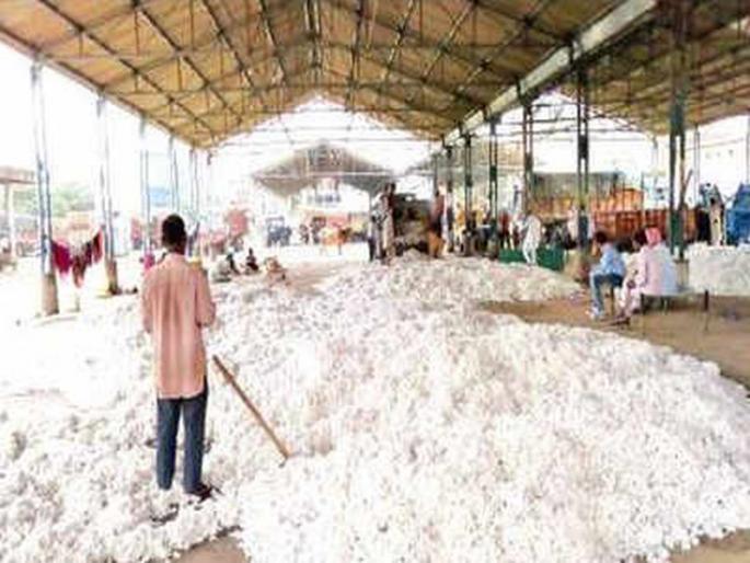 Barriers to buying cotton due to lack of storage space | साठा करण्यास जागा नसल्याने कापूस खरेदीस अडथळे Barriers to buying cotton due to lack of storage space | साठा करण्यास जागा नसल्याने कापूस खरेदीस अडथळे