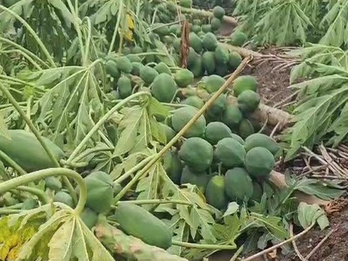 Loss of banana, papaya crops on thousands of hectares in Shahada taluka due to unseasonal rains | अवकाळी पावसामुळे शहादा तालुक्यात हजारो हेक्टरवरील केळी, पपईच्या पिकांचे नुकसान Loss of banana, papaya crops on thousands of hectares in Shahada taluka due to unseasonal rains | अवकाळी पावसामुळे शहादा तालुक्यात हजारो हेक्टरवरील केळी, पपईच्या पिकांचे नुकसान