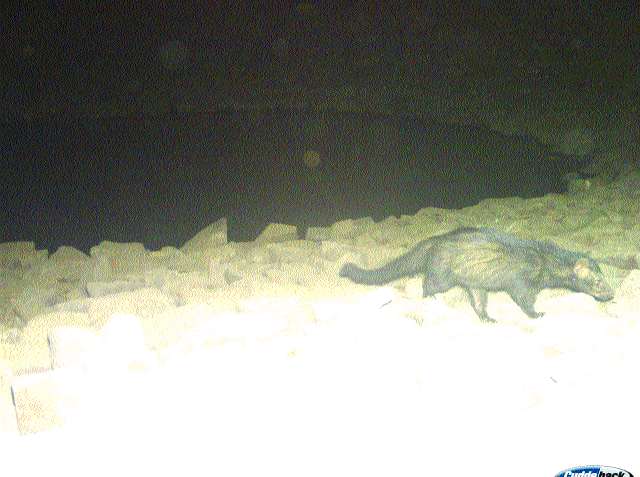 224 birds, animals were found in the Karnala Wildlife Sanctuary | कर्नाळा अभयारण्यातील २२४ पक्षी, प्राण्यांची झाली नोंद 224 birds, animals were found in the Karnala Wildlife Sanctuary | कर्नाळा अभयारण्यातील २२४ पक्षी, प्राण्यांची झाली नोंद