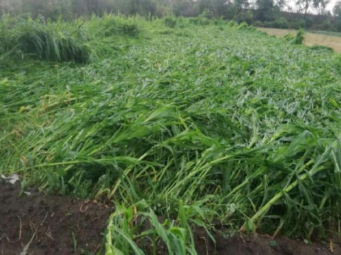 523 hectares of crops damage in five talukas of amravati district due to unseasonal rain | अवकाळीने ५२३ हेक्टरमधील पिके मातीमोल; पाच तालुक्यात नुकसान 523 hectares of crops damage in five talukas of amravati district due to unseasonal rain | अवकाळीने ५२३ हेक्टरमधील पिके मातीमोल; पाच तालुक्यात नुकसान