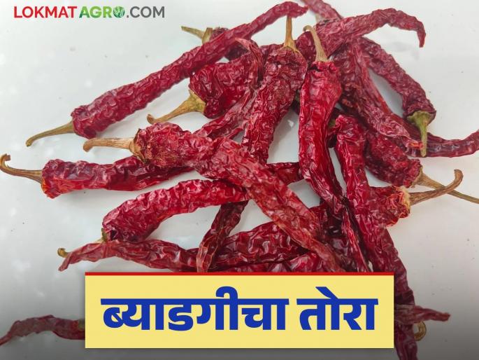 Byadagi Mirchi Bajar Bhav: Increase in red chilli production; Byadagi chilli market price fall down | Byadagi Mirchi Bajar Bhav : लाल मिरचीच्या उत्पादनात वाढ; बाजारात ब्याडगीचा तोरा उतरला Byadagi Mirchi Bajar Bhav: Increase in red chilli production; Byadagi chilli market price fall down | Byadagi Mirchi Bajar Bhav : लाल मिरचीच्या उत्पादनात वाढ; बाजारात ब्याडगीचा तोरा उतरला