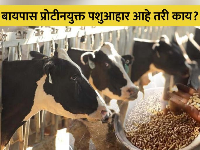 Bypass protein diet for increased milk production in livestock | दुध उत्पादनवाढीसाठी बायपास प्रोटीनयुक्त आहार Bypass protein diet for increased milk production in livestock | दुध उत्पादनवाढीसाठी बायपास प्रोटीनयुक्त आहार