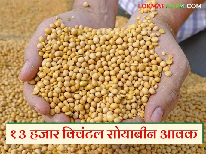 Soybean did not get guaranteed price in the market committee; farmers continue to face financial difficulties | बाजार समितीत सोयाबीनला हमीभाव मिळेना; शेतकऱ्यांना आर्थिक संकटांशी सामना सुरूच Soybean did not get guaranteed price in the market committee; farmers continue to face financial difficulties | बाजार समितीत सोयाबीनला हमीभाव मिळेना; शेतकऱ्यांना आर्थिक संकटांशी सामना सुरूच