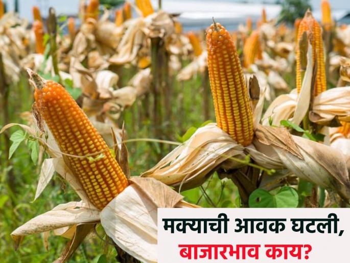 The arrival of maize decreased in the morning session, what is the price? | सकाळच्या सत्रात मक्याची आवक घटली, काय मिळतोय भाव?