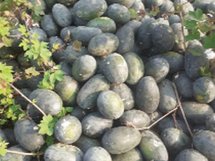 Farmers put watermelon in front of cattle | शेतकऱ्याने गुरांपुढे टाकले टरबूज Farmers put watermelon in front of cattle | शेतकऱ्याने गुरांपुढे टाकले टरबूज