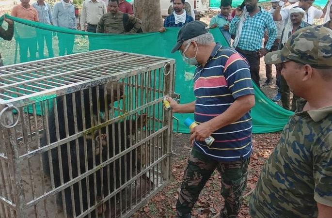 Two bears that fell into a well in Gondia district were taken out | गोंदिया जिल्ह्यात विहिरीत पडलेल्या दोन अस्वलांना काढले बाहेर