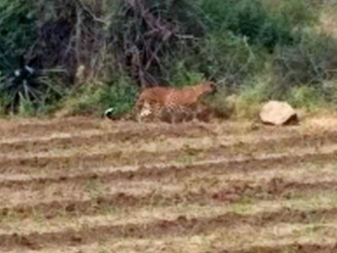 Militant terror in Deor area | देऊर परिसरात बिबट्याची दहशत Militant terror in Deor area | देऊर परिसरात बिबट्याची दहशत