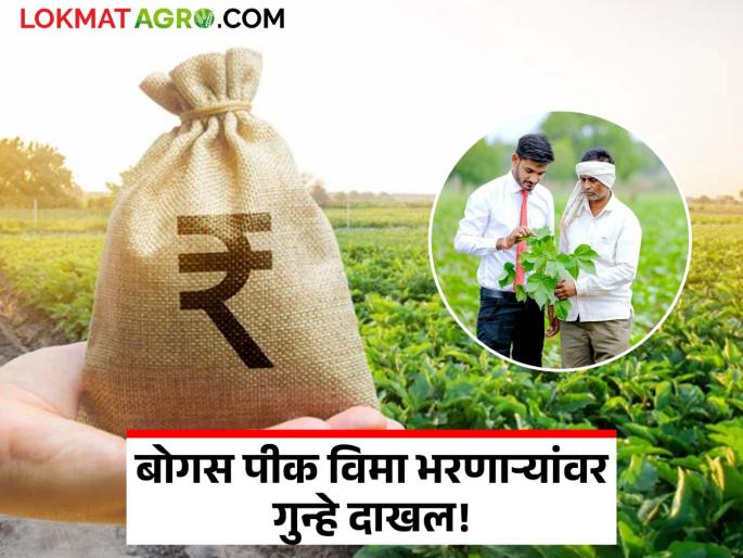 Crop Insurance: Beware! Cases have finally been registered against Setu Suvidha Kendras who filled bogus crop insurance applications | Crop Insurance : सावधान! बोगस पीक विमा अर्ज भरणाऱ्या सेतू सुविधा केंद्रांवर अखेर गुन्हे दाखल