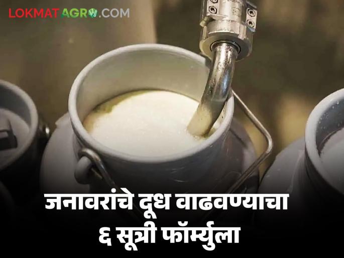 Grow Milk Production : Do 'these' things to increase cow's milk; Milk can increase from 50 to 200 liters | Grow Milk Production : गायीम्हशीचे दूध वाढवण्यासाठी 'या' गोष्टी करा; ५० ते २०० लिटरपर्यंत वाढू शकते दूध Grow Milk Production : Do 'these' things to increase cow's milk; Milk can increase from 50 to 200 liters | Grow Milk Production : गायीम्हशीचे दूध वाढवण्यासाठी 'या' गोष्टी करा; ५० ते २०० लिटरपर्यंत वाढू शकते दूध