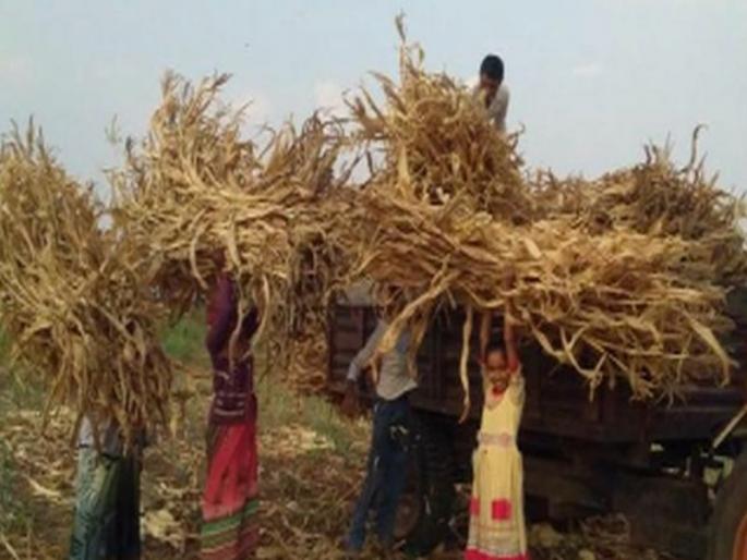 Approximately 7.5 million metric tonne planning | साडेसहा लाख मेट्रीक टन चा-याचे नियोजन Approximately 7.5 million metric tonne planning | साडेसहा लाख मेट्रीक टन चा-याचे नियोजन