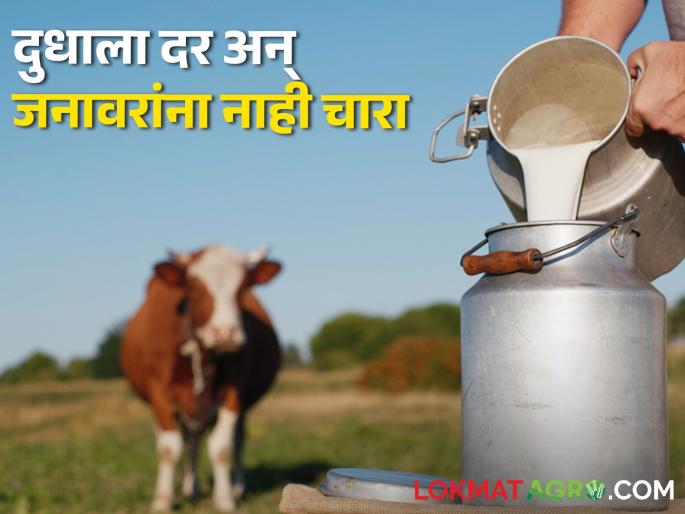 The increasing price of fodder scared the farmers, how much is the price of which fodder? | वाढत्या चाऱ्याच्या भावाने शेतकरीवर्ग धास्तावला, कुठल्या चाऱ्याला भाव किती? The increasing price of fodder scared the farmers, how much is the price of which fodder? | वाढत्या चाऱ्याच्या भावाने शेतकरीवर्ग धास्तावला, कुठल्या चाऱ्याला भाव किती?