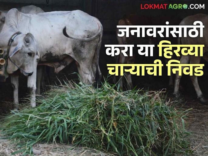 What green fodder should be sown for animals? Plant this green fodder along with conventional sorghum | जनावरांसाठी कोणता हिरवा चारा पेरावा? पारंपरिक ज्वारीसह या हिरव्या चाऱ्याची करा लागवड What green fodder should be sown for animals? Plant this green fodder along with conventional sorghum | जनावरांसाठी कोणता हिरवा चारा पेरावा? पारंपरिक ज्वारीसह या हिरव्या चाऱ्याची करा लागवड