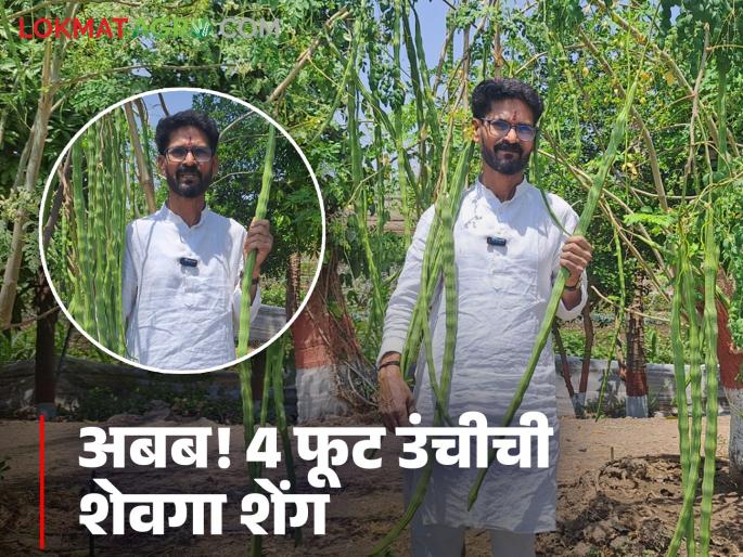 The farmer's voice is loud! The pod of the shevagya was grown to four feet; the maximum loss of life | शेतकऱ्याचा नाद खुळा! शेवग्याची शेंग तब्बल चार फुटापर्यंत वाढवली; गिनीज बुकातही झाली नोंद The farmer's voice is loud! The pod of the shevagya was grown to four feet; the maximum loss of life | शेतकऱ्याचा नाद खुळा! शेवग्याची शेंग तब्बल चार फुटापर्यंत वाढवली; गिनीज बुकातही झाली नोंद