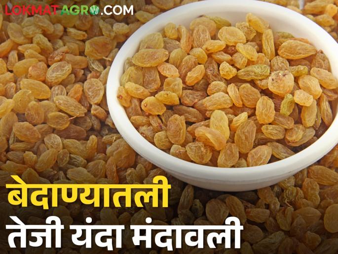 The rise in currant prices on the background of Holi has slowed down | होळीच्या पार्श्वभूमीवर हिरव्या, पिवळ्यासह काळ्या बेदाण्याला मिळतोय असा भाव.. The rise in currant prices on the background of Holi has slowed down | होळीच्या पार्श्वभूमीवर हिरव्या, पिवळ्यासह काळ्या बेदाण्याला मिळतोय असा भाव..