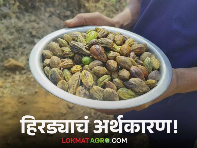 Hirda: "Rs. 50 daily wage from paddy farming; good money is earned from Hirda" | Hirda : "भातशेतीतून ५० रूपये रोजंदारी; हिरड्यापासून मिळतात चांगले पैसे" Hirda: "Rs. 50 daily wage from paddy farming; good money is earned from Hirda" | Hirda : "भातशेतीतून ५० रूपये रोजंदारी; हिरड्यापासून मिळतात चांगले पैसे"
