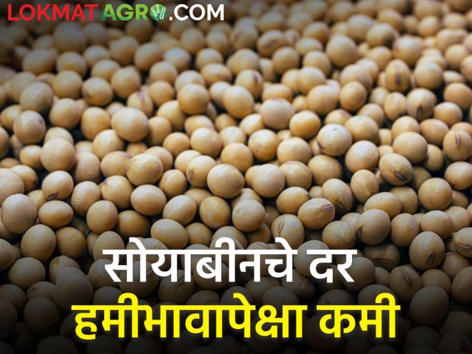 Soybeans are nowhere near guaranteed prices | सोयाबीनला कुठेच मिळेना हमीभावाएवढा दर Soybeans are nowhere near guaranteed prices | सोयाबीनला कुठेच मिळेना हमीभावाएवढा दर