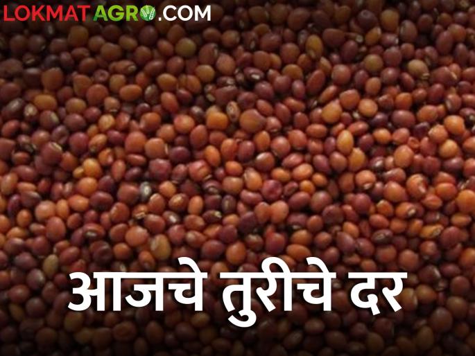 maharashtra agriculture farmer market yard How much did Turi get today find out | तुरीला आज किती मिळाला दर? जाणून घ्या maharashtra agriculture farmer market yard How much did Turi get today find out | तुरीला आज किती मिळाला दर? जाणून घ्या