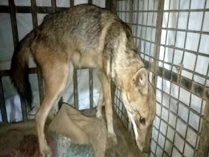 Fox injured in the vehicle | वाहनाच्या धडकेत कोल्हा जखमी Fox injured in the vehicle | वाहनाच्या धडकेत कोल्हा जखमी