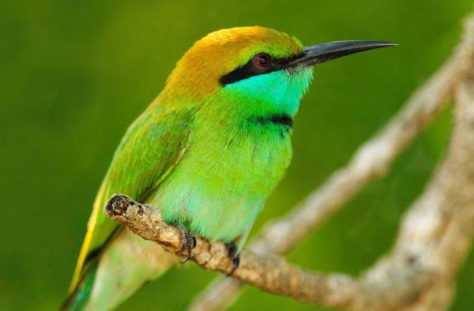 In Gadchiroli, the parrot birds made nests in mud | गडचिरोलीत मातीच्या बिळात वेडाराघू पक्ष्यांनी थाटला संसार In Gadchiroli, the parrot birds made nests in mud | गडचिरोलीत मातीच्या बिळात वेडाराघू पक्ष्यांनी थाटला संसार
