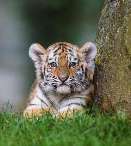 Move of new visitors to Umred-Karhand Sanctuary! | उमरेड-कऱ्हांडला अभयारण्यात नव्या पाहुण्यांची हालचाल ! Move of new visitors to Umred-Karhand Sanctuary! | उमरेड-कऱ्हांडला अभयारण्यात नव्या पाहुण्यांची हालचाल !