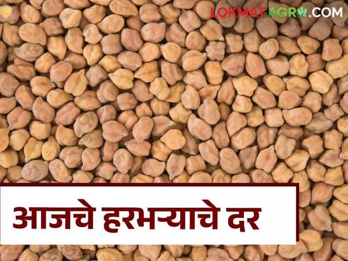 How much did gram get in the state today? | Whole Gram Rate : आज राज्यातील हरभऱ्याला किती मिळाला दर? How much did gram get in the state today? | Whole Gram Rate : आज राज्यातील हरभऱ्याला किती मिळाला दर?