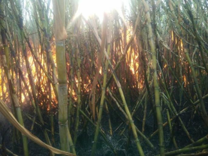 Burnt of sugarcane in two and a half acres | अडीच एकरातील ऊस जळून खाक Burnt of sugarcane in two and a half acres | अडीच एकरातील ऊस जळून खाक