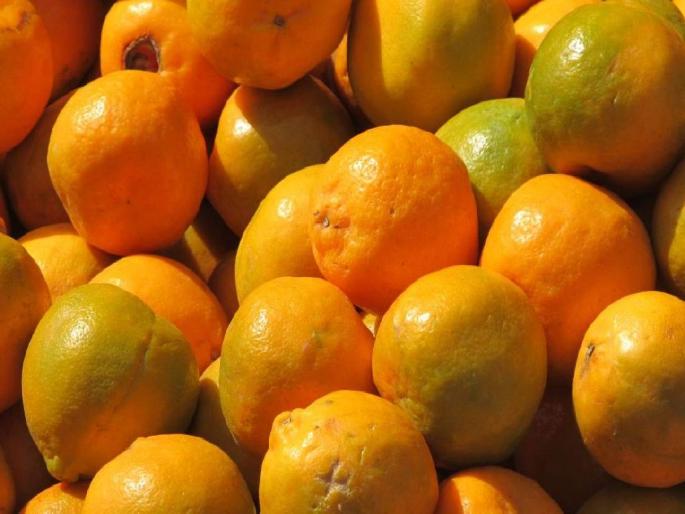 12 crore project approved for Katol citrus estate | काटोलच्या सिट्रस इस्टेटला 'बूस्ट', मिळाला 'इतक्या' कोटींचा निधी 12 crore project approved for Katol citrus estate | काटोलच्या सिट्रस इस्टेटला 'बूस्ट', मिळाला 'इतक्या' कोटींचा निधी