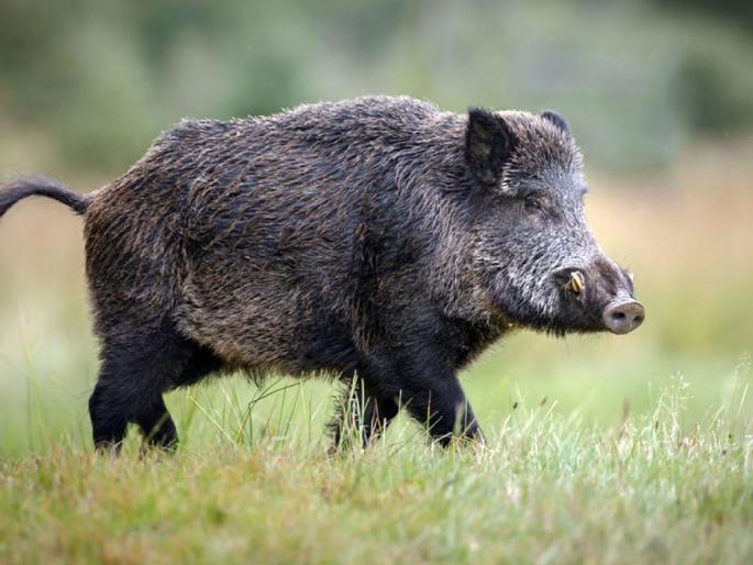 Three people, including a bike rider, were seriously injured in a collision with a wild boar | रानडुकराच्या धडकेत दुचाकीस्वारासह तिघे गंभीर जखमी Three people, including a bike rider, were seriously injured in a collision with a wild boar | रानडुकराच्या धडकेत दुचाकीस्वारासह तिघे गंभीर जखमी