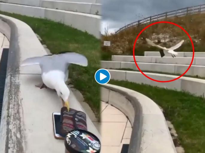 Viral Video : Bird took away purse funny viral video | Viral: महिलेची पर्स घेऊन उडाला पक्षी, मग जे झालं ते बघून म्हणाल - 'काय नशीब आहे?'. Viral Video : Bird took away purse funny viral video | Viral: महिलेची पर्स घेऊन उडाला पक्षी, मग जे झालं ते बघून म्हणाल - 'काय नशीब आहे?'.
