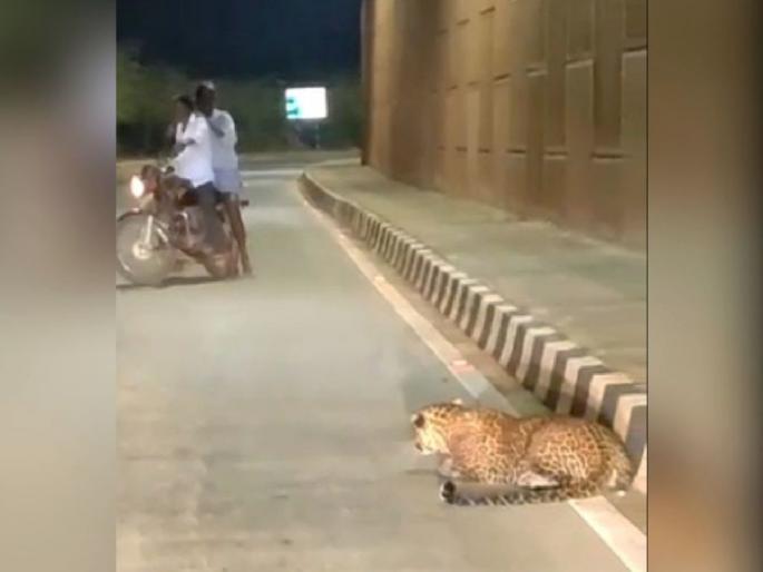 The leopard set up a place on the highway, the video went viral | अन् महामार्गावरच मांडले बिबट्याने ठाण, व्हिडीओ व्हायरल The leopard set up a place on the highway, the video went viral | अन् महामार्गावरच मांडले बिबट्याने ठाण, व्हिडीओ व्हायरल