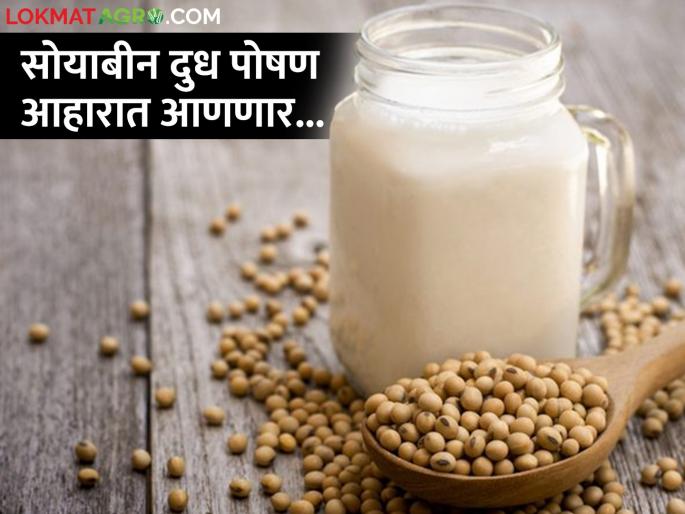 An important step by the government to include soybean milk in the diet | सोयाबीन दुधाचा आहारात समावेश करण्यासाठी सरकारचे महत्वाचे पाऊल An important step by the government to include soybean milk in the diet | सोयाबीन दुधाचा आहारात समावेश करण्यासाठी सरकारचे महत्वाचे पाऊल