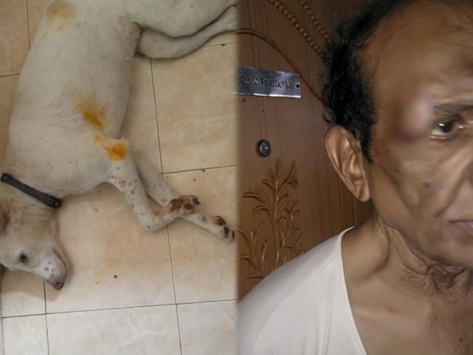 As the dog barked, the maid beat the old man& animal with a stick; Shocking Incident in Mumbai | श्वान भुंकला म्हणून मोलकरणीनं वृद्धासह मुक्या जनावराला काठीनं चोपलं; मुंबईतील धक्कादायक प्रकार As the dog barked, the maid beat the old man& animal with a stick; Shocking Incident in Mumbai | श्वान भुंकला म्हणून मोलकरणीनं वृद्धासह मुक्या जनावराला काठीनं चोपलं; मुंबईतील धक्कादायक प्रकार