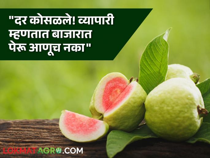 maharashtra Peru guava producer farmer Rate Collapse Peru market trader decline to farmer bring guava in market | Peru Rate Collapse : पेरूचे दर कोसळले! ५० रूपयांचा दर २५ रूपयांवर; शेतकरी चिंतेत maharashtra Peru guava producer farmer Rate Collapse Peru market trader decline to farmer bring guava in market | Peru Rate Collapse : पेरूचे दर कोसळले! ५० रूपयांचा दर २५ रूपयांवर; शेतकरी चिंतेत