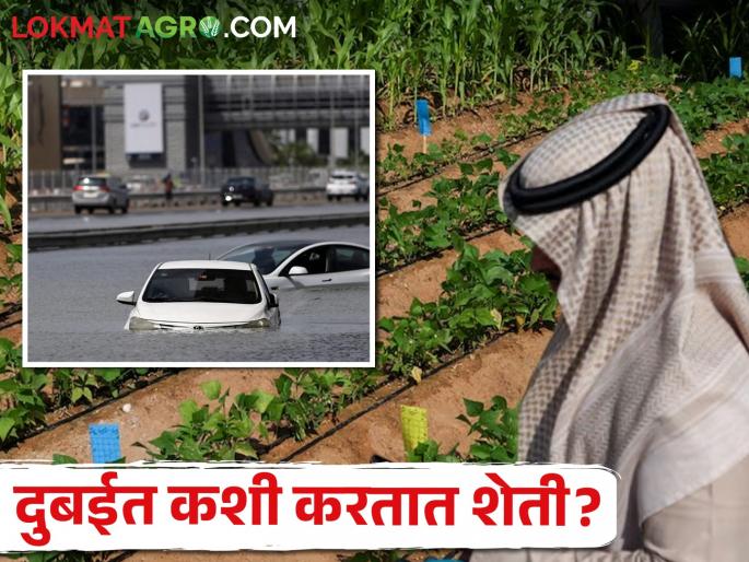 how is agriculture in dubai? while flood in Dubai | पुराने हाहाकार उडालेल्या दुबईत कशी करतात शेती? how is agriculture in dubai? while flood in Dubai | पुराने हाहाकार उडालेल्या दुबईत कशी करतात शेती?