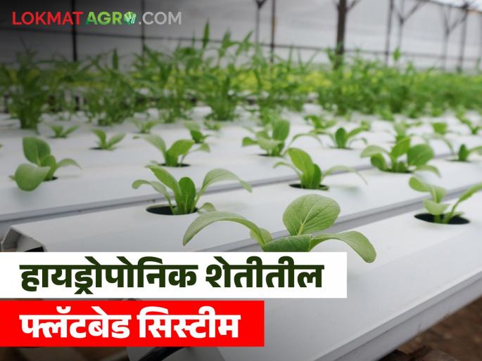 What is a flatbed system in hydroponic farming? How is the benefit? | Flatbed System : हायड्रोपोनिक शेतीतील फ्लॅटबेड सिस्टीम काय आहे? कसा होतो फायदा? What is a flatbed system in hydroponic farming? How is the benefit? | Flatbed System : हायड्रोपोनिक शेतीतील फ्लॅटबेड सिस्टीम काय आहे? कसा होतो फायदा?