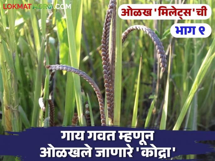 Kodo Millets Do you know these things about Kodo Millets, a coarse grain that grows as a weed in the fields? | Kodo Millets : शेतात तण म्हणून वाढणाऱ्या कोद्रा या भरडधान्यांबद्दल 'या' गोष्टी माहितीयेत का? Kodo Millets Do you know these things about Kodo Millets, a coarse grain that grows as a weed in the fields? | Kodo Millets : शेतात तण म्हणून वाढणाऱ्या कोद्रा या भरडधान्यांबद्दल 'या' गोष्टी माहितीयेत का?