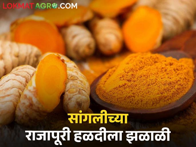 Today, Sangli's Rajapuri turmeric market shined, what is the price? | आज सांगलीच्या राजापूरी हळद बाजारपेठेत चमकली, काय मिळतोय भाव? Today, Sangli's Rajapuri turmeric market shined, what is the price? | आज सांगलीच्या राजापूरी हळद बाजारपेठेत चमकली, काय मिळतोय भाव?