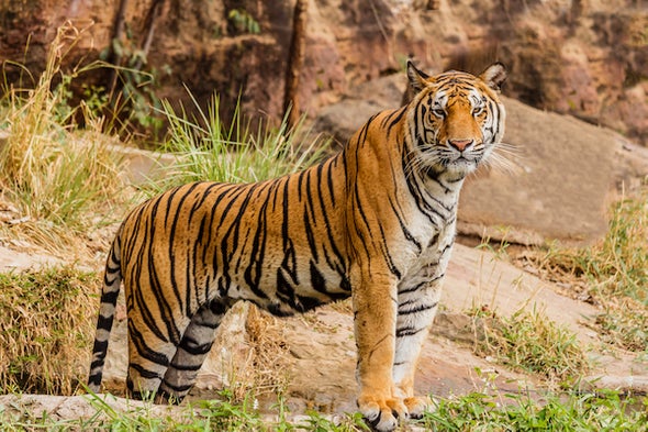 Tigers grow in country; How to increase the area of residence? | दृष्टिकोन - देशात वाघ वाढले; अधिवासाचे क्षेत्र कसे वाढविणार? Tigers grow in country; How to increase the area of residence? | दृष्टिकोन - देशात वाघ वाढले; अधिवासाचे क्षेत्र कसे वाढविणार?