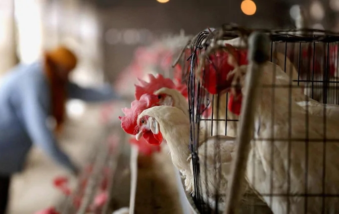 Outbreak of bird flu in seven states of the country | देशातील सात राज्यांमध्ये बर्ड फ्लू साथीचा फैलाव