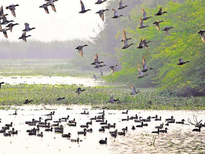 The planned bird sanctuary in Nerul is on paper | नेरुळमधील नियोजित पक्षी अभयारण्य कागदावरच The planned bird sanctuary in Nerul is on paper | नेरुळमधील नियोजित पक्षी अभयारण्य कागदावरच