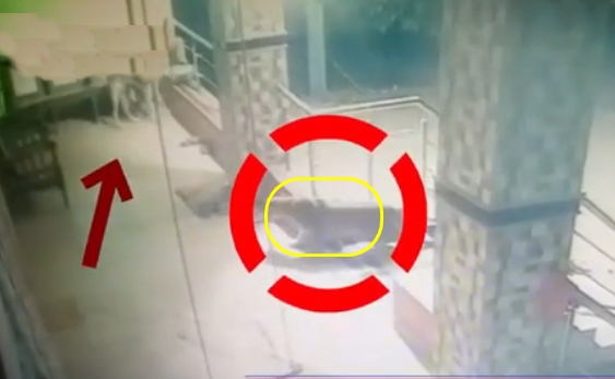 A leopard broke into a house in a village in Satara and captured the incident on CCTV | साताऱ्यात बिबट्या थेट घरातच घुसला, कुत्र्याने भुंकताच पळत सुटला