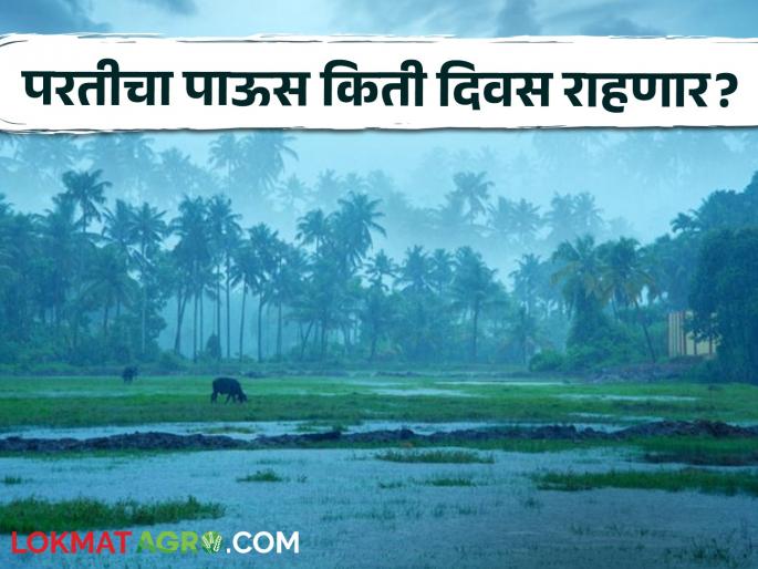 Maharashtra Rain state still not fully recovered rains What is the weather forecast | Maharashtra Rain : राज्यात अजूनही पूर्णपणे परतीच्या पावसाला सुरूवात नाही! काय आहे हवामानाचा अंदाज?