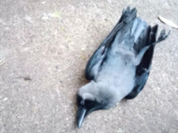 Suspicious death of crows in Kharghar | खारघरमध्ये कावळ्यांचा संशयास्पद मृत्यू Suspicious death of crows in Kharghar | खारघरमध्ये कावळ्यांचा संशयास्पद मृत्यू