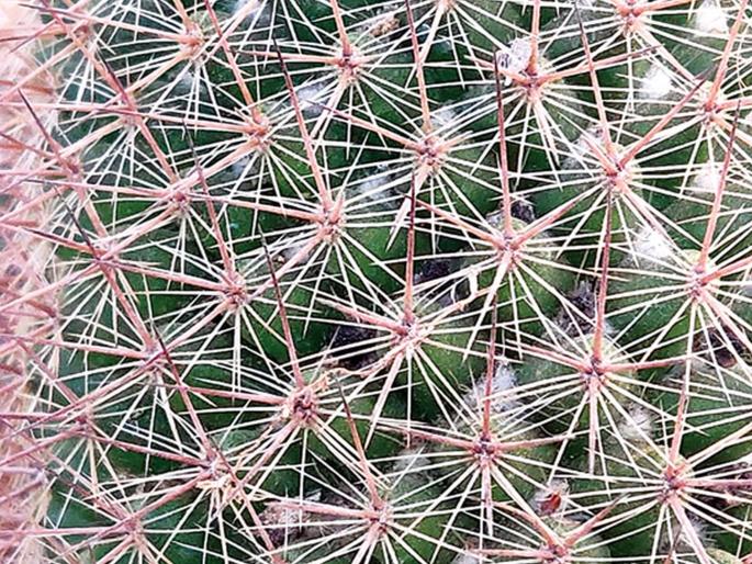 Now, Chachunga garden will grow in Mumbai | आता मुंबईत बहरणार निवडुंगाची बाग Now, Chachunga garden will grow in Mumbai | आता मुंबईत बहरणार निवडुंगाची बाग