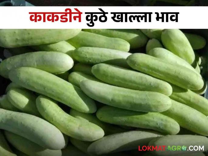 Cucumber Market: Hybrid cucumbers booming in Nashik market; Let's see what got the price? | Cucumber Market : नाशिकच्या बाजारात हायब्रीड काकडी तेजीत; पाहूया काय मिळाले भाव ? Cucumber Market: Hybrid cucumbers booming in Nashik market; Let's see what got the price? | Cucumber Market : नाशिकच्या बाजारात हायब्रीड काकडी तेजीत; पाहूया काय मिळाले भाव ?
