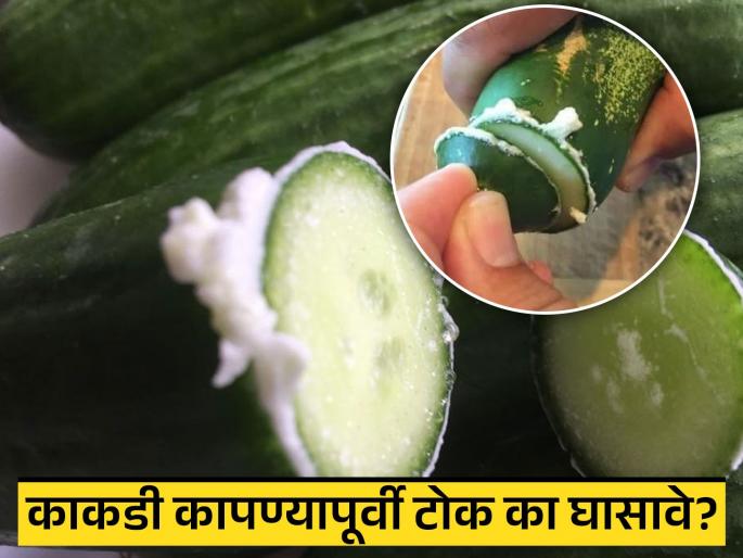 Which white compound comes out while rubbing cucumber end | काकडीचं टोक घासल्यावर निघणारा पांढरा फेस नेमका काय, त्याने काही नुकसान होतं का? खाण्याआधी जाणून घ्या... Which white compound comes out while rubbing cucumber end | काकडीचं टोक घासल्यावर निघणारा पांढरा फेस नेमका काय, त्याने काही नुकसान होतं का? खाण्याआधी जाणून घ्या...