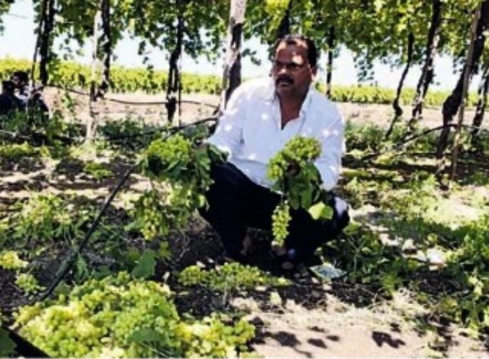 Anger of Nagar Panchayat election, loss of Rs 15 lakh by breaking bunch in vineyard of vairag farmer | नगरपंचायत निवडणुकीचा राग, द्राक्षबागेतील घड तोडून 15 लाखांचे नुकसान